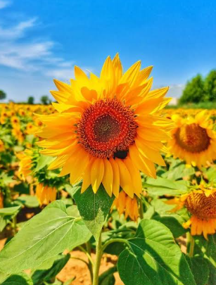Girasoles prueba